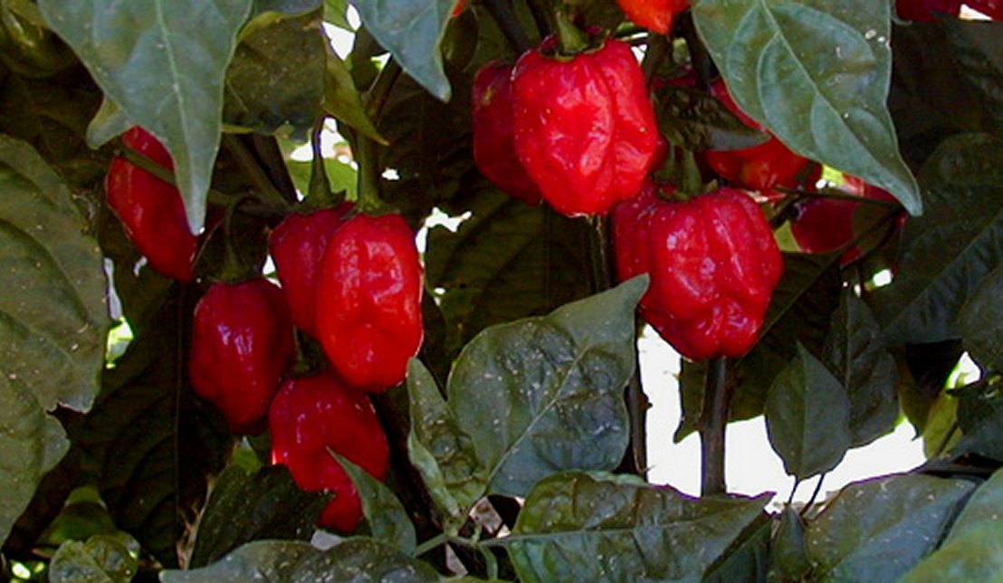 Красная савина. Хабанеро красный Савина. Хабанеро куст. Habanero Pepper Plant. Хабанера ред Савина фото.